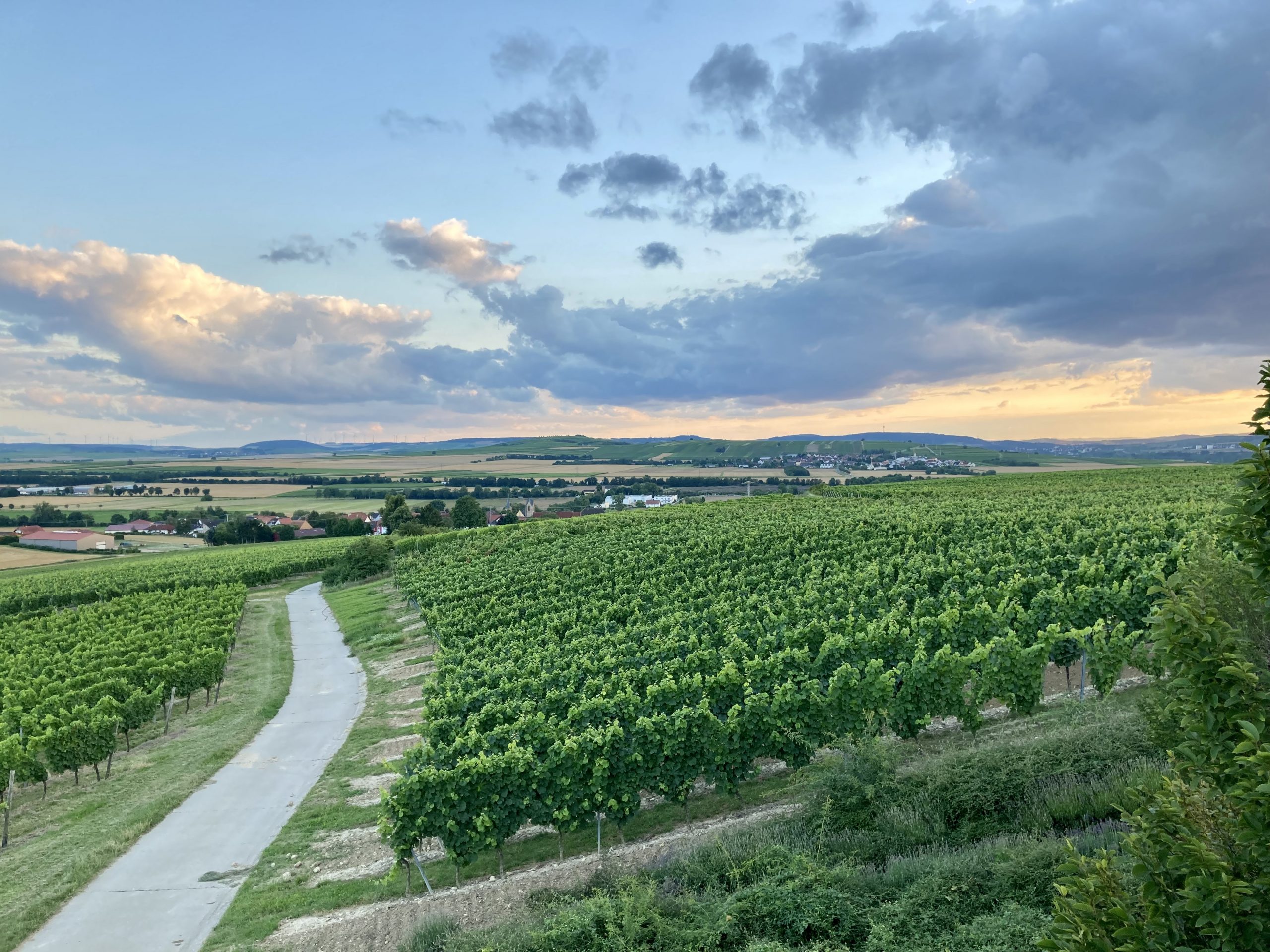 Villa Hartmann historisches B&B in der Urlaubsregion Rheinhessen/Nahe - rheinhessische Landschaft